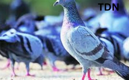 पुण्यातील कबुतरांच्या वाढत्या समस्येवर कडक कारवाई
