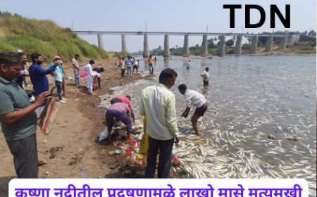 कृष्णा नदीतील प्रदूषणामुळे लाखो मासे मृत्युमुखी