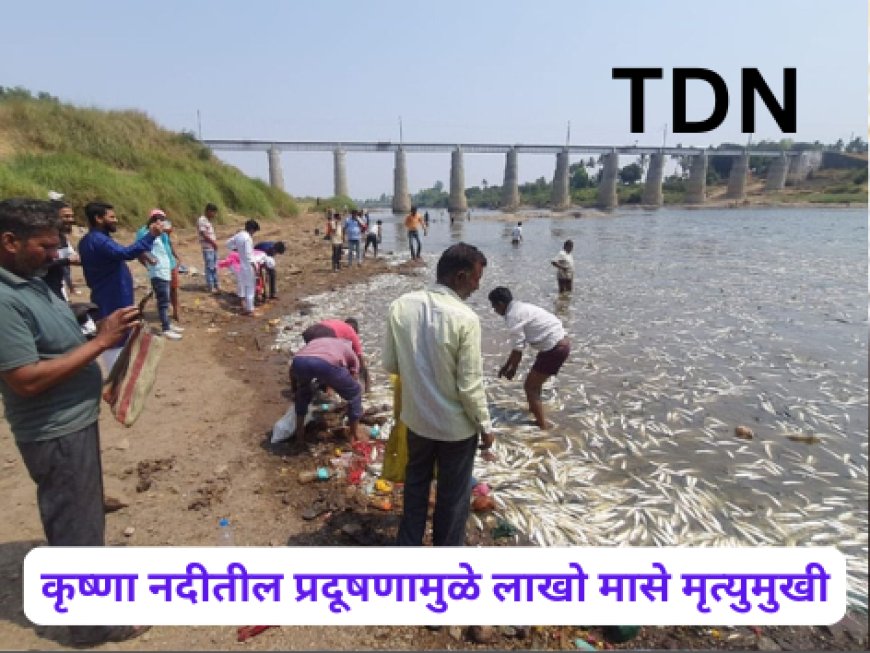 कृष्णा नदीतील प्रदूषणामुळे लाखो मासे मृत्युमुखी